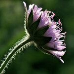 Knautia arvensis ফুল