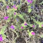 Echium arenarium Flor