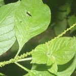 Heliotropium angiospermum Leaf