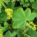 Alchemilla monticola Frunză