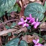 Cyclamen coum आदत