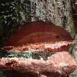 Duboscia macrocarpa Corteza