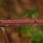 Rubus albiflorus Rinde