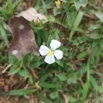 Pterolepis glomerata Flor