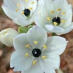 Melomphis arabica Virág