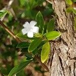 Serissa japonica Kwiat