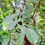 Aristolochia arborea Frunză