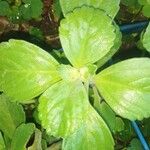 Plectranthus ornatus Leaf