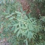 Halimodendron halodendron Hoja