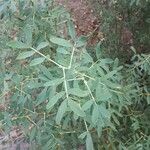 Caragana halodendron List