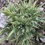 Cirsium ferox Leaf