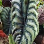 Alocasia cuprea Blatt