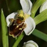 Ophrys × albertiana Floare