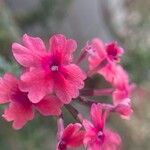 Glandularia tenera Flower