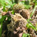 Quercus cerris Fruit