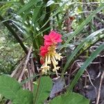 Amasonia campestris Fleur