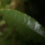 Eschweilera chartaceifolia 叶