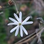 Silene portensis Blüte