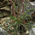 Campanula speciosa Blatt