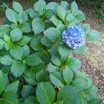 Hydrangea macrophyllaFlor