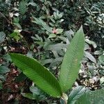 Parinari excelsa Folha