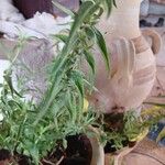 Mentha longifolia ᱥᱟᱠᱟᱢ