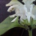 Lamium flexuosum Λουλούδι