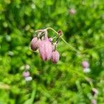 Dicentra formosa 花