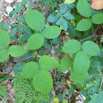 Rubus nigricans autre