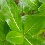 Catharanthus roseus Leaf