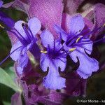 Salvia pachyphylla Flor