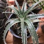 Dyckia marnier-lapostollei Φύλλο