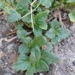 Stemodia verticillata Blatt