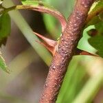 Rosa virginiana Rinde