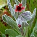 Pardoglossum cheirifolium 花
