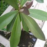 Norantea guianensis Frunză