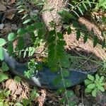 Phyllanthus niruri 葉