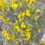 Cytisus spinosus Blüte