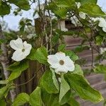 Cornus nuttallii 花