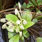 Clerodendrum indicum Folha