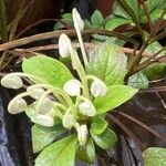 Clerodendrum indicum Levél