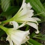 Hymenocallis liriosme Flor