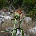 Klasea flavescens Fleur