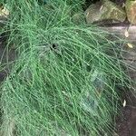 Equisetum ramosissimum Lapas