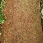 Dicorynia guianensis Bark