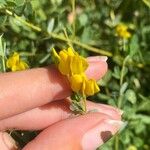 Baptisia tinctoria Цвят