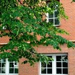 Tilia cordata Leaf