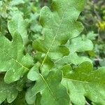 Quercus × rosacea Hoja
