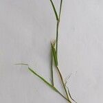 Elymus glaucus Blad