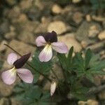 Viola pedata Habit